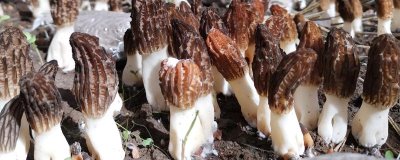 羊肚菌的种植注意事项,需要确保有适当的散射光线