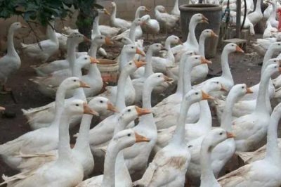 农村养1000只鹅的成本,利润可观