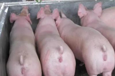 母猪夏季流产如何预防,一定要确保猪舍有良好的通风能力