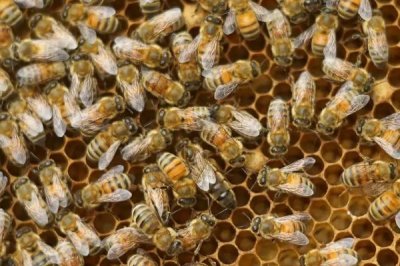 蜂王剪翅膀的坏处,百害而无一利