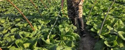 白菜长白斑打什么农药,嘧菌酯、苯醚甲环唑、嗯唑菌酮·霜脲氰等