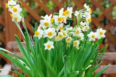 水仙花能不能在室内养，可以在室内养但不要触碰鳞茎