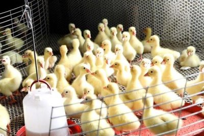 小鹅水喝多了会拉稀吗，频繁喝水会导致拉稀