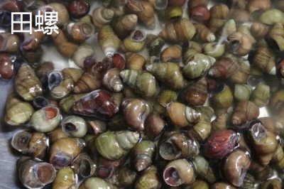 福寿螺和田螺有什么区别，福寿螺呈黄色、田螺呈青褐色