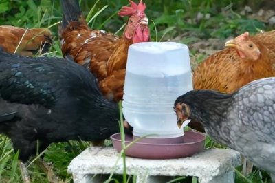 为什么鸡不知道躲雨,是因为鸡要借助淋雨代替排汗