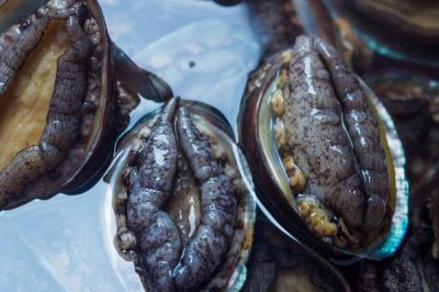 鲍鱼几头鲍是什么意思，是指一斤能买到多少个鲍鱼