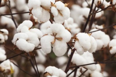 2020年如何选择棉花品种，购买经过审定的品种更有保障