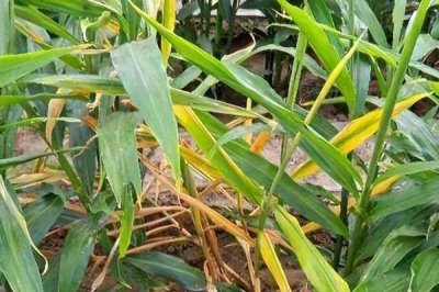 如何防治生姜姜瘟病,播种前要对姜种做消毒处理