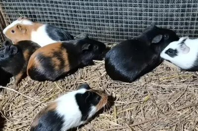 豚鼠适合养一只还是一对，属于群居动物养一对能防止孤单