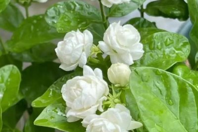 怎么养殖茉莉花，生长期间每天浇水2次