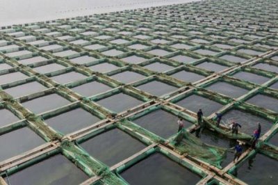 养殖草鱼的要求，水质的酸碱值要保持在7.5-8.5