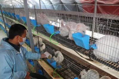 2025年农村创业致富项目,院落绿化成为热门行业