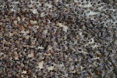 中蜂秋繁何时加脾，群势较强时可直接整张加脾