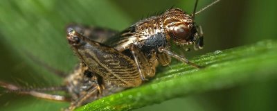 蟋蟀吃什么食物，野生蟋蟀嫩芽、嫩叶及根为食
