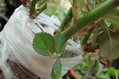 怎么养月季花,最佳生长温度在二十度左右