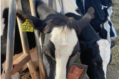 牛喂葡萄糖粉有没有坏处，是没有坏处的