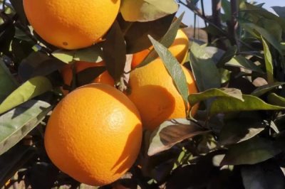 赣南脐橙几月份成熟,11月初便开始采摘