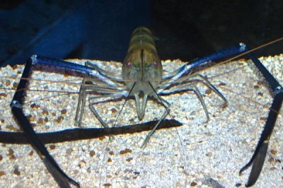 养虾过程中存在的问题,如有发病需及时治疗