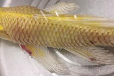 鱼类松鳞病,是细菌引起的鱼病