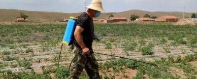 除草剂3打3不打指的是什么，打大不打小、打密不打稀