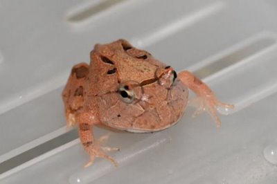 角蛙怎么饲养,每隔2天换一次水