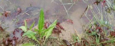 小龙虾缺氧原因以及怎么解决,可能是密度过大、水质过肥等因素所导致