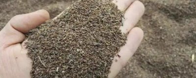 柴胡种子催芽技术，可药剂处理、激素处理或温汤浸种等