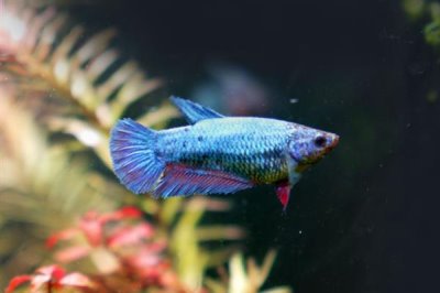 斗鱼小鱼怎么养,小斗鱼需要一天喂2-3次