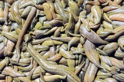 水蛭的产地在哪，主要产自山东的微山湖