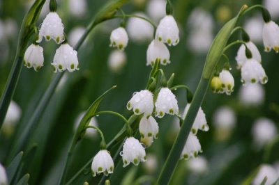 铃兰花苗的价格,因规格不同而有所差异