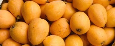 枇杷的含糖量，大约为8-10%左右