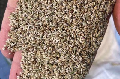 哪里可以买到狼尾草种子，建议实体店购买