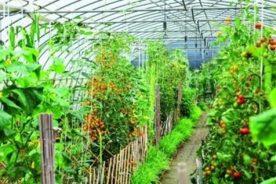 蔬菜卖不出去的情况下怎么办,可联系批发商或对接商超