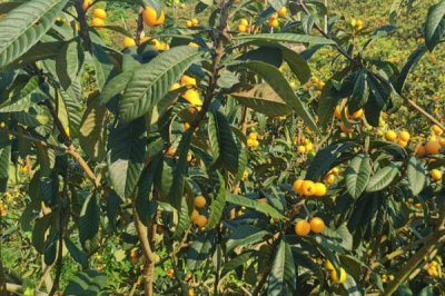 枇杷为什么要套袋以及操作方法，套袋可以减轻病虫害、提高商品率