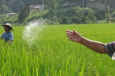 种玉米需要施什么肥,不同生长阶段所需肥料不同