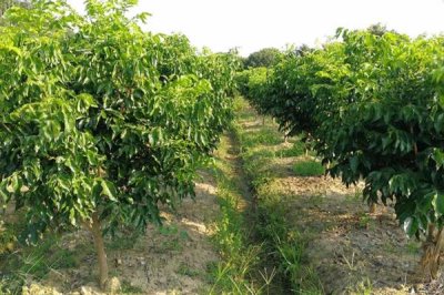 黄皮果根腐病如何防治,通常集中在多雨的夏季