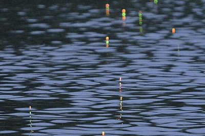 钓鱼有哪些漂相以及何时提竿，主要包括黑漂、顿口、送漂、点漂等漂相