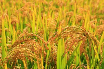 稻米生产国,以下是排名前十的国家