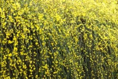 怎么防治迎春花的病害,需根据实际病情采取对应措施