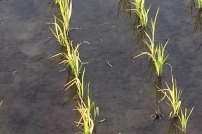 水稻药害的症状,慢性与急性病症不同