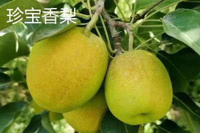 香梨的品种,不同品种的成熟时间不同