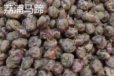 广西省荔浦市的特产，荔浦马蹄久负盛名