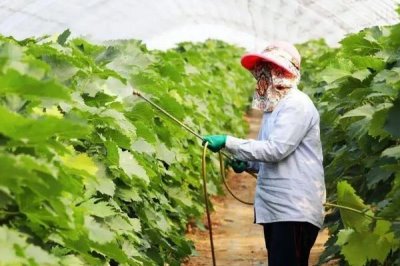 杀虫剂吡虫啉怎么使用,兑水喷雾或拌种