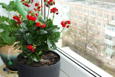 长寿花叶子发黄发软如何解决，温度过低时要转移到温暖处养护