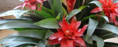 水塔花的种类,不同品种的叶片颜色不一