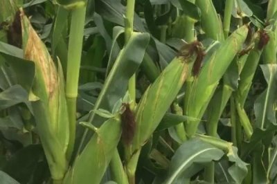 康村玉4号玉米种子简介,中抗茎腐病