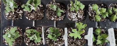 菊花如何进行无性繁殖,以扦插、分株、压条、嫁接为主