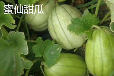 南方种甜瓜适合种什么品种,香妃、橙露、羊角蜜等品种皆可选择