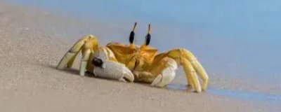 养螃蟹的适宜水深，高温天气要保持在1.5米左右