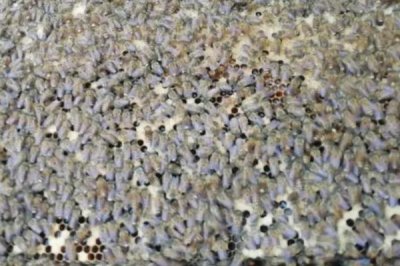 介王时蜂王可以关多久,可以关1-2天